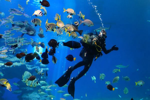 Hurghada Scuba Diving Two Dives Introduction